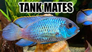 Top 10 Tank Mates for Electric Blue Acara [upl. by Gabbi]