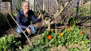 Transplanting a Young Apple Tree  Permaculture Farm [upl. by Barty]