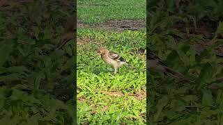 Blackcollared starling Birds beautifulbird birds birdsoun bird nature birdsounds myna [upl. by Aydan86]