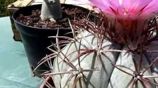 echinocactus horizonthalonius cactus devils head [upl. by Halimak]