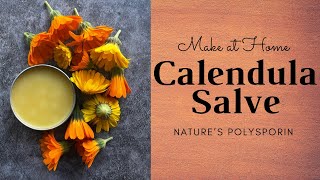 DIY Calendula Salve  Natures Polysporin  Homestead Recipes [upl. by Hardigg]