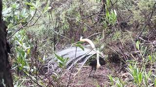 Lyrebird mimics a Kookaburra [upl. by Dumm]