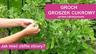 Groch i groszek cukrowy  uprawa od wysiewu do zbioru [upl. by Maje]