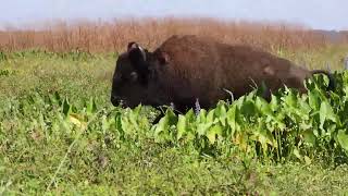 Buffalo  Paynes Prairie Preserve State Park [upl. by Yrolam903]