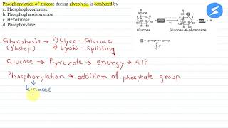 Phosphorylation of glucose during glycolysis is catalyzed by A phosphoglucomutase SnapSolve [upl. by Tocci]