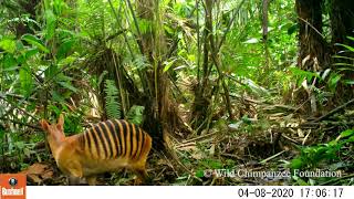 Wildlife of GreboKrahn National Park in Liberia captured with camera traps [upl. by Blen]