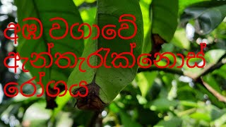 Mango Anthracnose Disease of Leaves අඹ වගාවේ ඇන්ත්රැක් නෝසේ රෝගය  පත්‍ර වලට හානි කිරීම පාලනය [upl. by Kattie58]