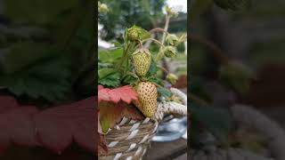 🍓Exploring the Life Cycle of Strawberries plant in farms strawberry gardening youtubeshorts yt [upl. by Kurtis]