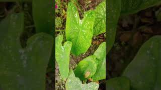 Caladium plant care tips ytshorts garden nature [upl. by Eissac]