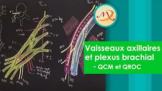 Anatomie des vaisseaux axillaires et du plexus brachial QCM et QROC [upl. by Eleumas]