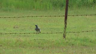 2024 ground CuckooShrike and baby [upl. by Haleelahk]