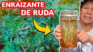 ENRAIZA ESQUEJES de RUDA  ENRAIZANTE CASERO con el uso de La CANELA [upl. by Vida]