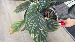 Calathea Ornata Pin Stripe  Trimming Off Old Leaves [upl. by Llehsem]