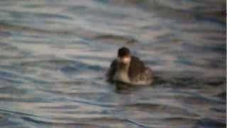 Black necked Grebe Pitsford Res 29th September 2012 [upl. by Nelia]