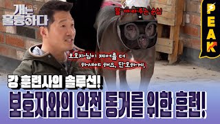 피크타임 아메리칸 불리 남매의 공격성 테스트 보호자의 안전한 통제를 위한 솔루션  개는훌륭하다  KBS 240325 방송 [upl. by Crisey]