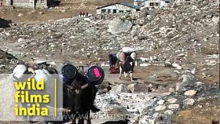 Everest Expedition  6 hrs to Base Camp [upl. by Reivaxe899]