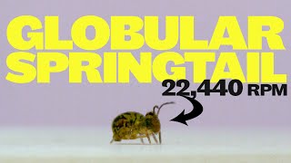 Globular springtails jump and spin faster than any animal on earth [upl. by Photina]