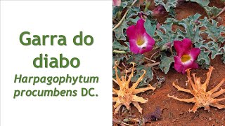 GARRA DO DIABO Harpagophytum procumbens [upl. by Eceerahs465]