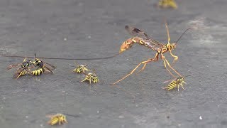 Giant Ichneumon Wasp Drinking Honeydew amp Fighting Yellowjackets [upl. by Edric]