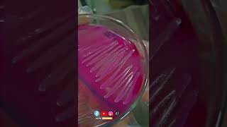 Macconkey agar Preparation  Differential media for culturing  LF vs NLF  MICROBIOLOGIST [upl. by Eisenberg]