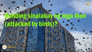 Building sinalakay ng mga Ibon attacked by birds [upl. by Ezzo]