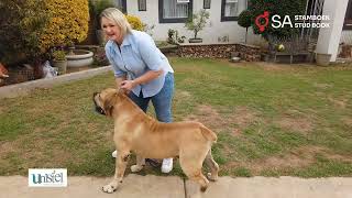 Chandre Ludeke La Boela Boerboele winner SA Stud Book UniStel 2024 ELITE Kennel [upl. by Olivann]