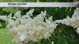 Japanese tree lilac Syringa reticulata [upl. by Karena494]