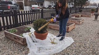 Garden Maintenance Day Pruning Hydrangeas Lavender amp Boxwood 🌿✂️💚 [upl. by Cirdahc]