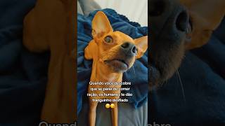 🙈🙈 dog pets pinscher pinscherzinho youtubeshorts minipinscher shortvideo shorts [upl. by Irakab]