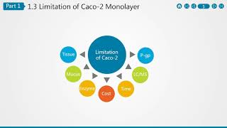 Caco 2 Cell Permeability Assay [upl. by Prober757]