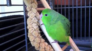 Fig the Green Rumped Parrotlet at 6 weeks [upl. by Helsie]