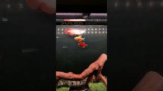 Lampu Tanning Arowana Neo Helios Solar Color Booster arowana aquarium led lampu fish predator [upl. by Aliber]