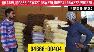 HD 3385HD3386 dbw 327 370371372 pbw 826 wheat by ਪਿੰਡ nagoki sirsa [upl. by Boatwright]