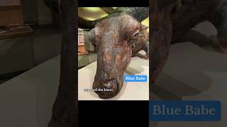 Blue Babe 36000 Year Old Steppe Bison Mummy history viralshort fyp goviral foryoupage [upl. by Aicila307]