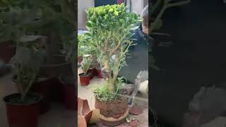 Process of Removing Potted Plants from Pots [upl. by Elocaj]