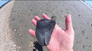 Megalodon Shark teeth hunting [upl. by Mecke62]