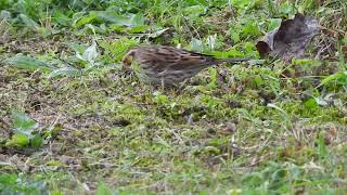 0610024 Emberiza pusilla  Hel [upl. by Adina807]