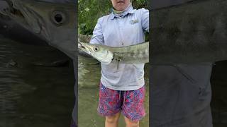 78cm barracuda release fishing release yeppoon australia mangrovejack barracuda [upl. by Enirod224]