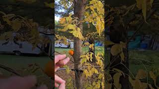 Canadian Orange tree🍁🍊🌳🤪 knife edc coldsteelknives humor jokes parody comedy shorts [upl. by Anyrak521]