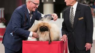 Why Pekingese Dogs Stole My Heart  David Fitzpatrick Pekingese  AKC Legacy Breeders [upl. by Anekahs]