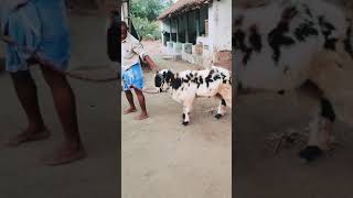 quotBakrid sheepquot🐑🤠😎ready for 2020 macherla sheep Vijayawada [upl. by Ahsok]