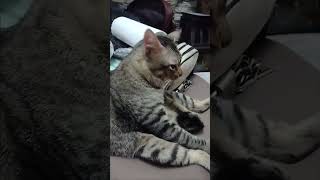 Penat la duduk sat 😁 cat catlover cute [upl. by Attenborough123]