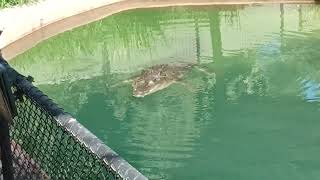 Saltwater Crocodile at Koorana Crocodile Farm Queensland [upl. by Lesli]