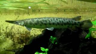 Big spotted gar  Knochenhecht  Aquazoo 548 [upl. by Ahtebbat]