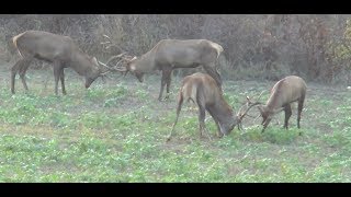 Ein Golmedaillenhirsch wird erlegt  Bulgarien Teil 1 [upl. by Cathey223]