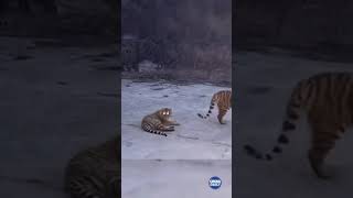 Four wild Siberian tigers have been recorded by the monitoring cameras in a village of Hunchun city [upl. by Rooker471]