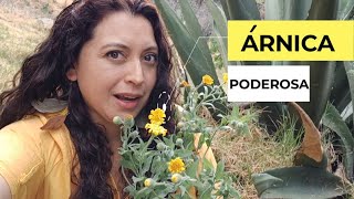 Árnica y su poder curativo descubre su uso medicinal características y como cultivarla [upl. by Amlez]