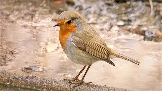 European Robin Call Erithacus rubecula Piscodepeitoruivo [upl. by Aletse]