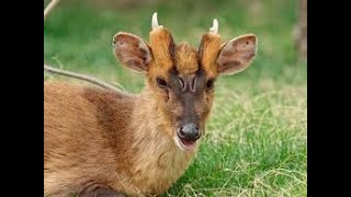 MUNTJAC  BARKING DEER  KAKAR MYSORE ZOO MYSORE TOURISM [upl. by Oirifrop]