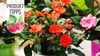 SonnenImpatiens SunPatiens®  Impatiens für sonnige Standorte  Volmary ProduktTipps [upl. by Droflim]